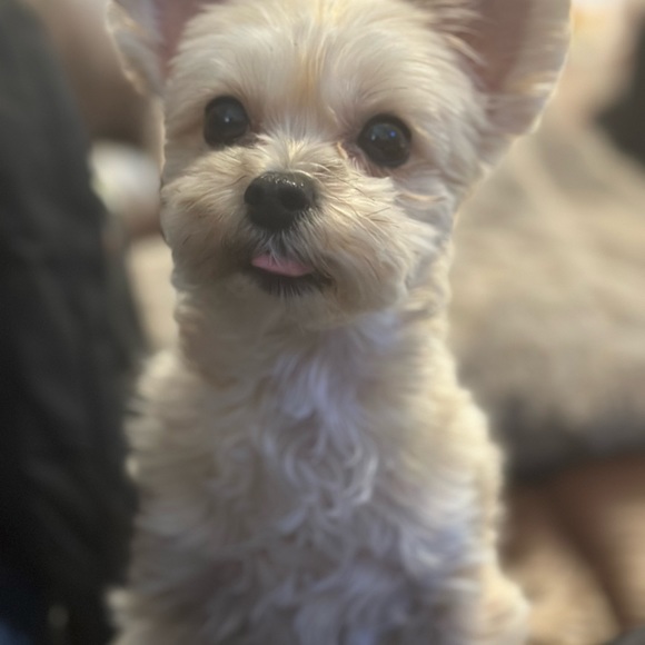 Meet your Posher, Lynne - Picture 2 of 3